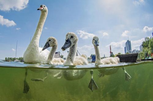 Mute swan family swimming in the Old Danube